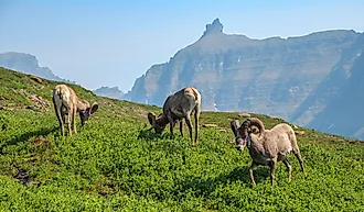 Bighorn Sheep in the Mountains at Logan Pass and the Hidden Lake Trail in Glacier National Park. Montana