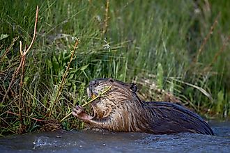 Beaver (castor canadensis) feeding in soda butte creek, yellowstone national park