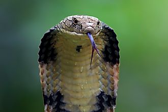 Closeup head of king cobra snake
