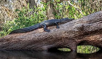 An American Alligator sunning on a Log on the Loxahatchee River, Florida.