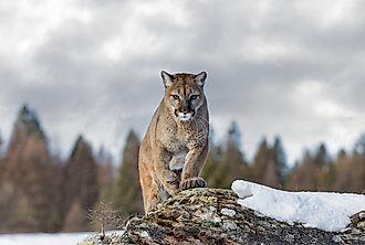 Mountain lion (Puma concolor) walking on top of rocky mountain in the winter snow 