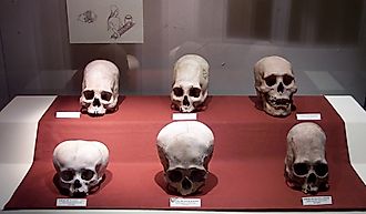 A set of Paracas culture skulls that show a range of different types of cranial modification. By Robrrb at English Wikipedia, CC BY-SA 3.0 (https://creativecommons.org/licenses/by-sa/3.0), Wikimedia Commons.