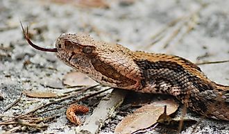 An adult female Timber Rattlesnake crossing the path at the Tom Yawkey Wildlife Center in Georgetown, South Carolina.