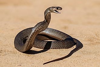 Eastern Brown Snake in defensive stance. 