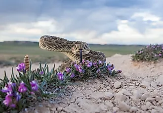 Prairie rattlesnake.