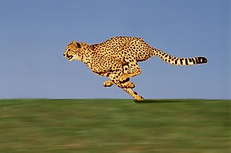 Side view of an adult cheetah running, showcasing the flex in its spine that promotes agility.