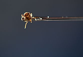 A female Australian Paralysis Tick (Ixodes holocyclus), clinging to the end of a needle, and reaching for a possible escape route. Via Shutterstock / Jude Black