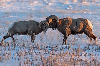 Two bighorn sheep rams battling during mating season on snow covered prairie