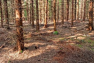Spruce plantation with almost no undergrowth on the forest floor. 