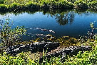 American alligators in the Everglades, Florida.