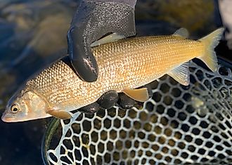  mountain whitefish