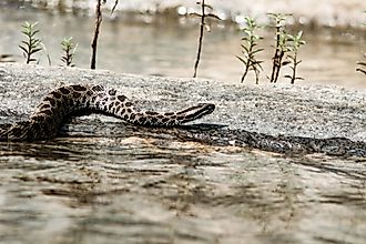 Eastern Massasauga rattle snake
