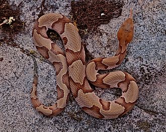 A top-down view of a venomous copperhead snake.