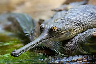 gharial close up shot