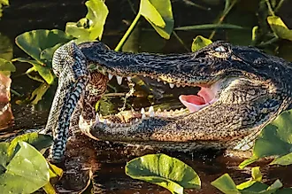 Alligator eating an invasive python in the Florida Everglades. Via Shutterstock / onewildlifer.