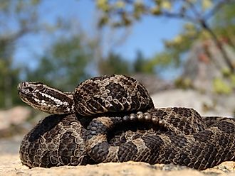 Eastern Massasauga Rattlesnake (Sistrurus catenatus catenatus)