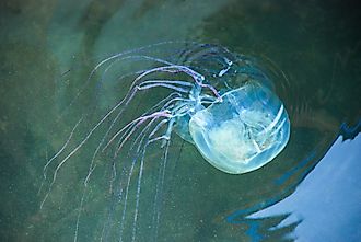 Box jellyfish (Chironex fleckeri).