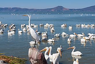 Great white egret or ardea alba perched above pelicans on Lake Chapala, Mexico.