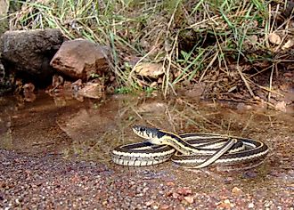 Black-necked garter snake, Thamnophis cyrtopsis