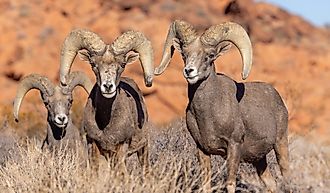 Desert Bighorn Sheep Rams in winter in Nevada.