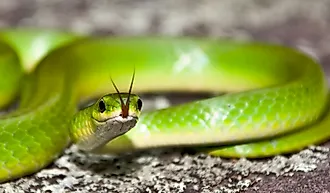 Smooth Green Snake with its tongue out.