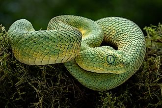 A green bush viper (Atheris squamigera)