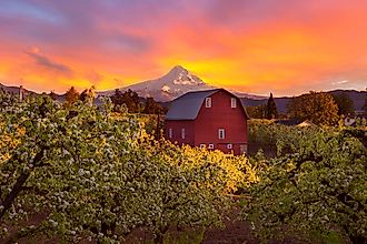 A stunning sunset bathes Mount Hood and a red barn in warm, golden light in Hood River, Oregon