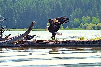 Eagle seen in Montana while kayaking near Flathead Lake