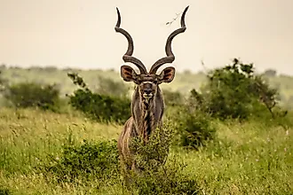 An imposing kudu bull standing stares intently. Via Shutterstock / Robby Holmwood.