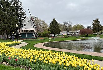 Windmill and yellow tulips in Pella, Iowa. 