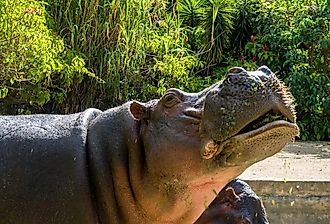 Hippopotamus eating in Colombia.