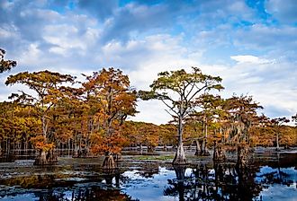 Bald cypress in autumn color at Caddo Lake, Texas.