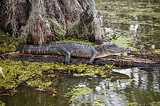 Basking american alligator in swamp.