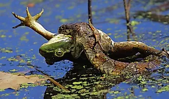 A northern water snake eats a frog.