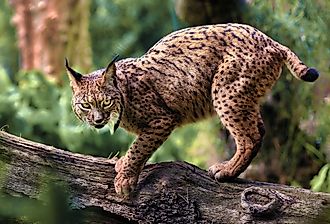 Iberian lynx captured while walking cautiously on a log.