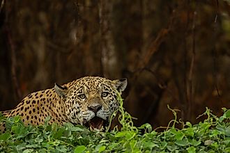 A jaguar 