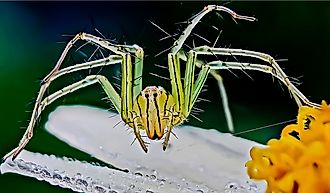 Full shot of Green lynx spider.