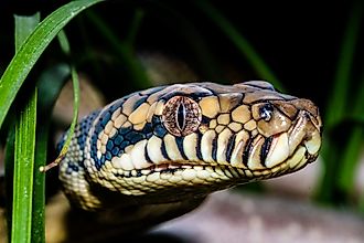 An Australian scrub python (Simalia kinghorni)