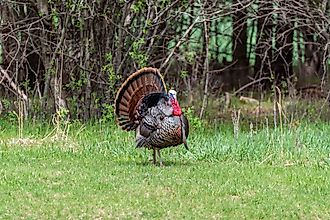 An urban wild turkey gobbler displaying feathers. 