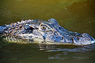 Black caiman (Melanosuchus niger)