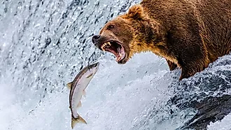 Grizzly bear with an open mouth, roaring at a salmon mid-air as it jumps upstream in a rushing waterfall, captured in wild action.