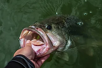 Large Mouth Bass being held. 