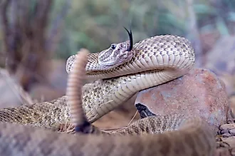 prairie rattlesnake