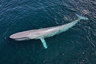 A blue whale (Balaenoptera musculus)