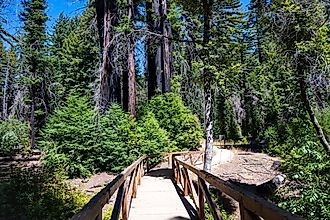A scenic wooden footbridge in Big Basin Redwoods State Park, California