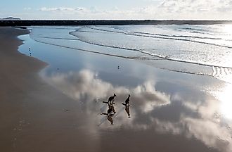 Kangaroos on the beach at Yamba, New South Wales.