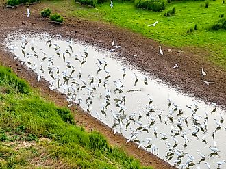 A flock of migratory egrets, Poyang Lake Wetland.