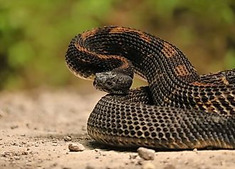 A stunning Timber Rattlesnake in its black phase, displaying dark, rich scales and a coiled, powerful body.