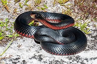 A red-bellied snake (Pseudechis porphyriacus) 