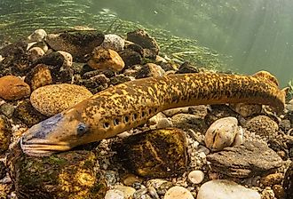 Sea lamprey is making a nest to lay eggs. Image credit Manuel E. Garci via Shutterstock
